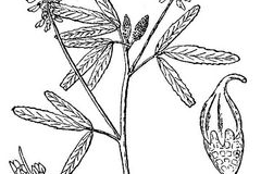 Sketch-of-Sweet-Clover