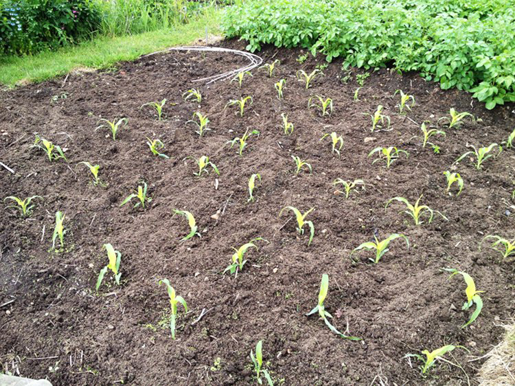 Sweet-corn-seedlings