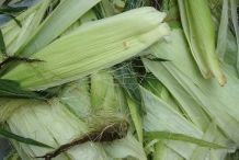 Husk-of-Sweet-corn