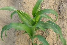 Leaves-of-Sweet-corn