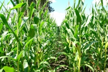 Sweet-corn-field