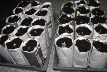 Sweet-corn-in-paper-pots