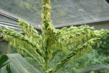 Sweet-corn-male-flower