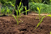 Sweet-corn-plants