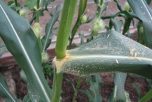 Sweet-corn-pollen