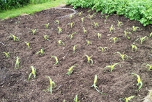 Sweet-corn-seedlings