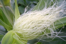 Sweet-corn-silks