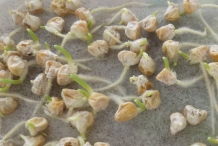 Sweet-corn-sprouts
