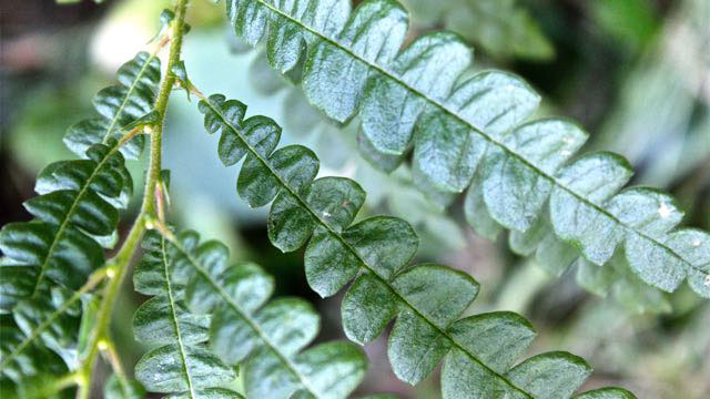 Closer-view-of-leaves-of-Sweet-Fern