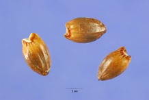 Seeds-of-Sweet-Fern