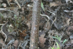 Bark-of-Sweet-Fern