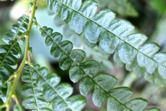 Closer-view-of-leaves-of-Sweet-Fern