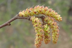 Flower-of-Sweet-Fern