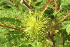Immature-Fruit-of-Sweet-Fern