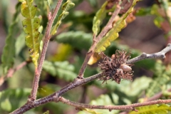 Mature-fruits-of-Sweet-Fern