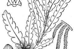 Plant-Illustration-of-Sweet-Fern