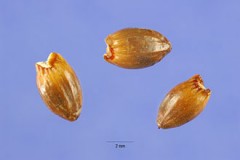 Seeds-of-Sweet-Fern