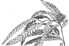 Sketch-of-Sweet-Fern
