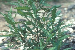 Sweet-Fern-Plant
