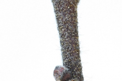 Winter-bud-of-Sweet-Fern