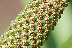 Closer-view-of-flower-of-Sweet-Flag