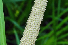 Flower-of-Sweet-Flag