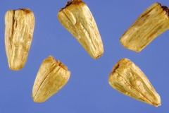 Fruit-of-Sweet-Flag