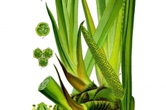 Plant-Illustration-of-Sweet-Flag