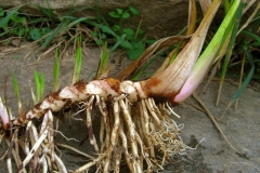 Plant-Showing-root-&-rhizomes-of-Sweet-Flag