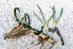 Rhizomes-of-Sweet-Flag