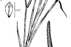 Sketch-of-Sweet-Flag