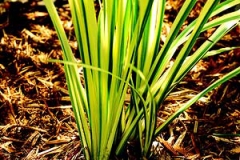 Sweet-Flag-plant