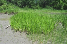 Sweet-Flag-plant-growing-wild