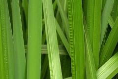 Leaves-of-Sweet-Flag
