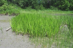 Sweet-Flag-plant-growing-wild