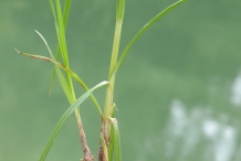 Roots-of-Sweet-galingale