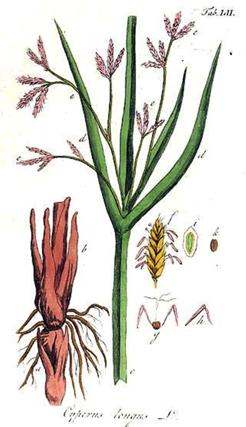 Plant-illustration of Sweet Galingale