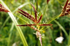 Closer-view-of-flower-of-Sweet-galingale