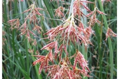 Flowers-of-Sweet-galingale
