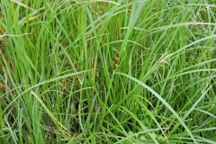 Leaves-of-Sweet-galingale
