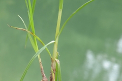 Roots-of-Sweet-galingale