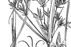 Sketch-of-Sweet-galingale