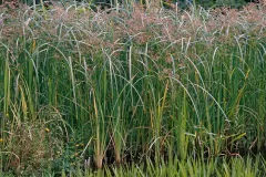 Sweet-galingale-plant-growing-wild