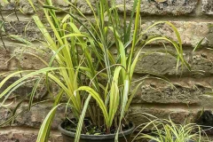 Sweet-galingale-plant-grown-on-pot