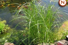 Sweet-galingale-plant