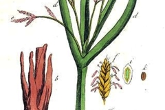 Plant-illustration of Sweet Galingale