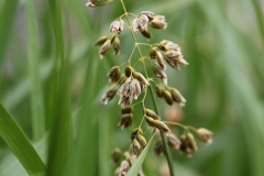 Flower-of-Sweet-Grass