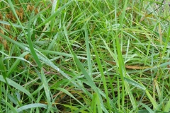 Leaves-of-Sweet-Grass