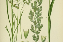 Plant-illustration-of-Sweet-Grass
