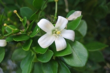 Close-up-flower-of-Sweet-lime